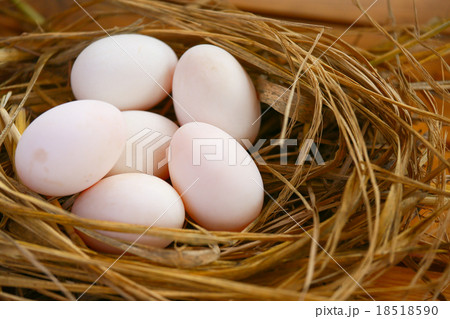 eggs in nest on the nature, Fresh eggs for cooking eggs in nest on the nature, Fresh eggs for cooking 18518590