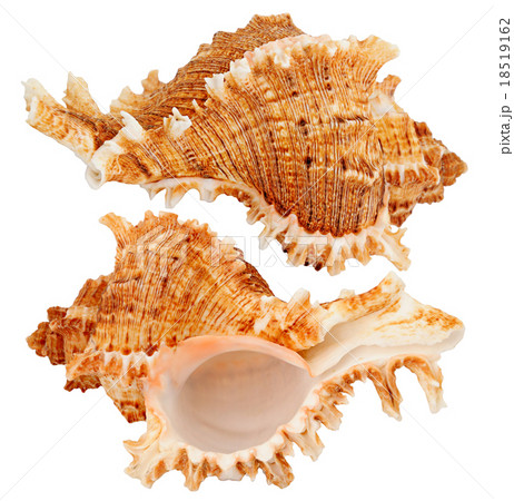 Seashell 18519162