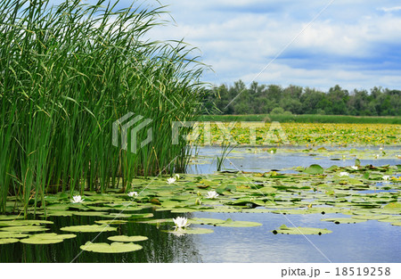 Cane and lilies on the lake Cane and lilies on the lake 18519258