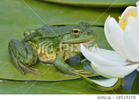 Marsh frog sits on a green leaf Marsh frog sits on a green leaf 18519259