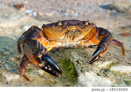 Large Stone crab 18519260