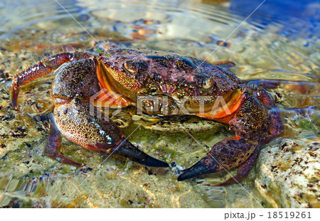Stone crab 18519261