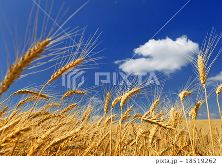 Wheaten field Wheaten field 18519262