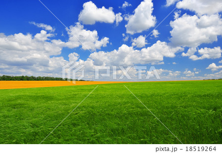 Summer day on the green field 18519264