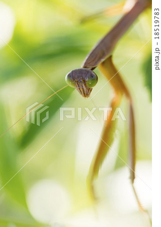 オオカマキリ　縦 18519783