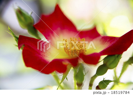 一重のバラ 一重のバラ 18519784