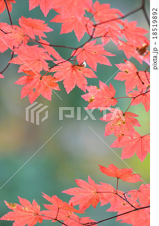 紅葉したもみじ 18519892