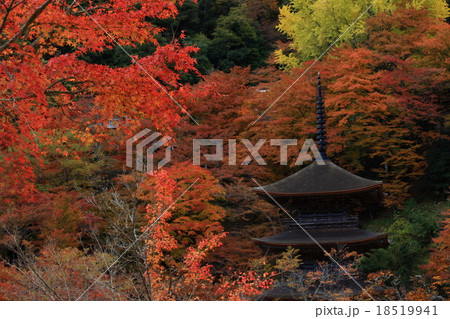 金剛院の紅葉 金剛院の紅葉 18519941