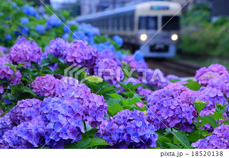 井の頭線と紫陽花 18520138