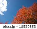 紅葉と青空 18520353