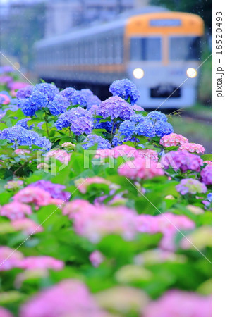 京王井の頭線と紫陽花の写真素材