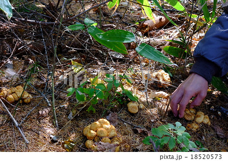 ツチスギタケモドキ ツチスギタケモドキ 18520573