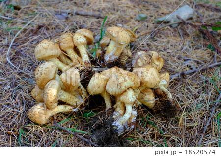 ツチスギタケモドキ ツチスギタケモドキ 18520574
