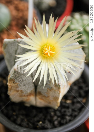 Flower of Star Cactus (Astrophytum Myriostigma) Flower of Star Cactus (Astrophytum Myriostigma) 18520656
