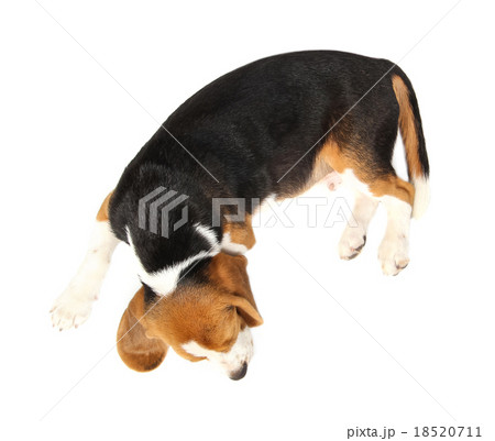 Beagle dog isolated on white Beagle dog isolated on white 18520711