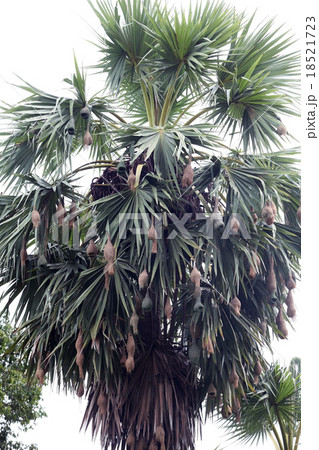 weaver nest on sugar palm tree. weaver nest on sugar palm tree. 18521723