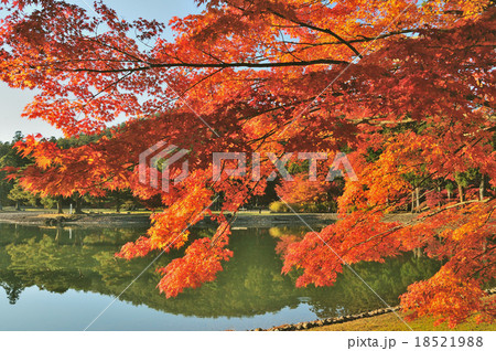 毛越寺の紅葉 18521988