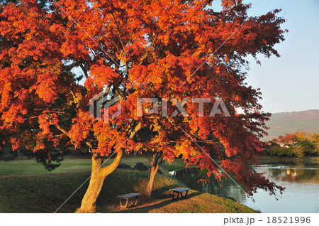 観自在王院跡の紅葉 18521996