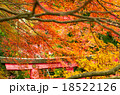 紅葉　鳥居　 red  leaves　torii 18522126