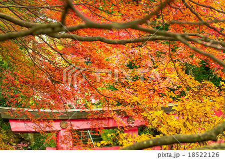 紅葉　鳥居　 red  leaves　torii 18522126