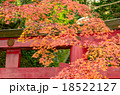 紅葉　鳥居　 red  leaves　torii 18522127