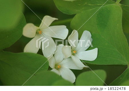 自然 植物 シロバナイモカタバミ、観賞用に移入されたものが逸出してあちこちで見られます 自然 植物 シロバナイモカタバミ、観賞用に移入されたものが逸出してあちこちで見られます 18522478