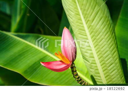 Banana flower Banana flower 18522692