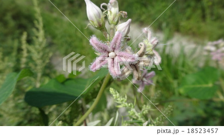 ガガイモ ガガイモ 18523457