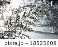 輝く凍結湖面と竹のシルエット 18523608