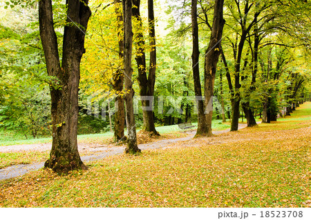 trees in autumn trees in autumn 18523708
