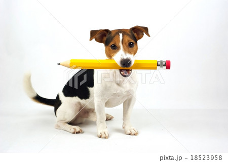 dog with big pen 18523958