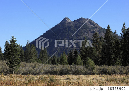 ブラック・ビュート 18523992