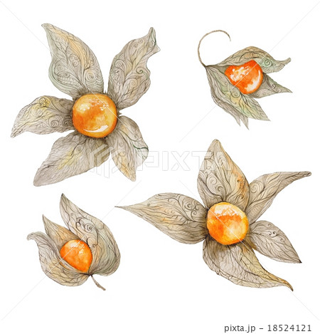Watercolor Physalis Plant 18524121