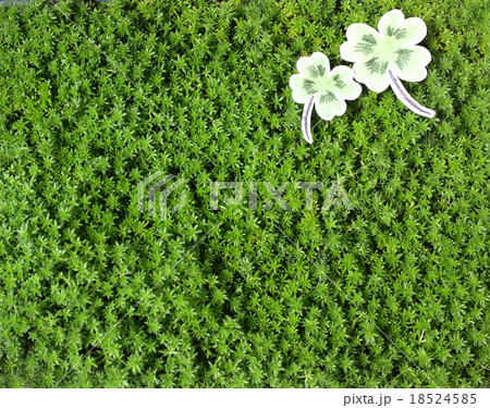 セダムとクローバー 18524585