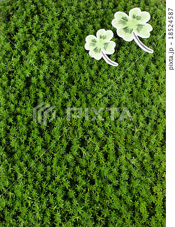 セダムとクローバー 18524587