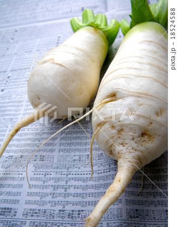 ねずみ大根 ねずみ大根 18524588