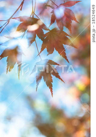 多重露光 もみじの写真素材