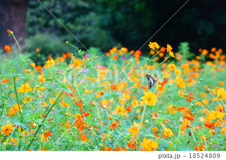 コスモス畑と蝶 コスモス畑と蝶 18524809