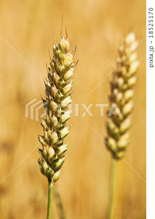rye ears   18525170