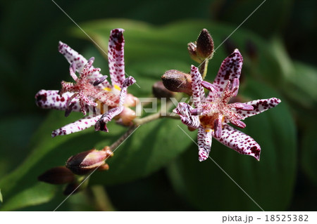 ホトトギス 18525382