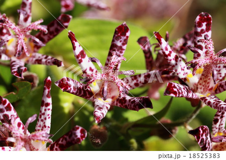 ホトトギス ホトトギス 18525383