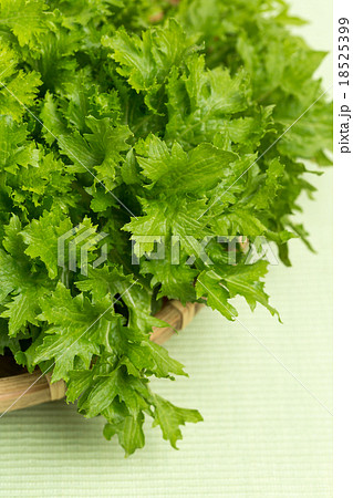 わさび菜 18525399