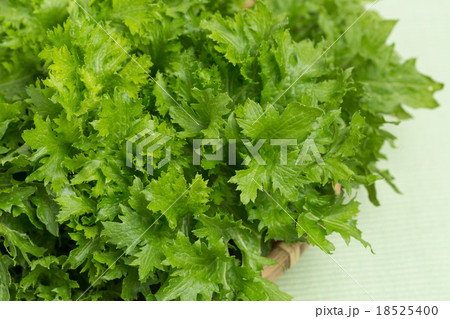 わさび菜 18525400