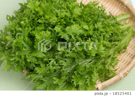 わさび菜 わさび菜 18525401