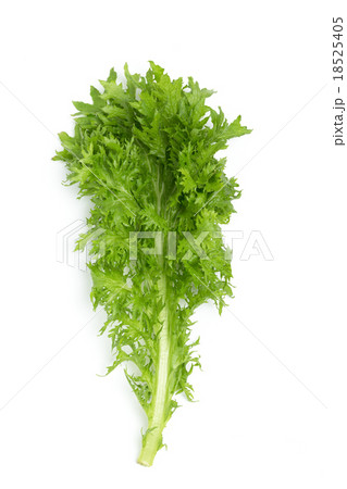 わさび菜 わさび菜 18525405