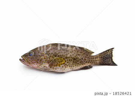 Fresh areolate grouper fish . 18526421