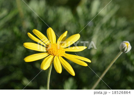 ユリオプスデージー ユリオプスデージー 18526864