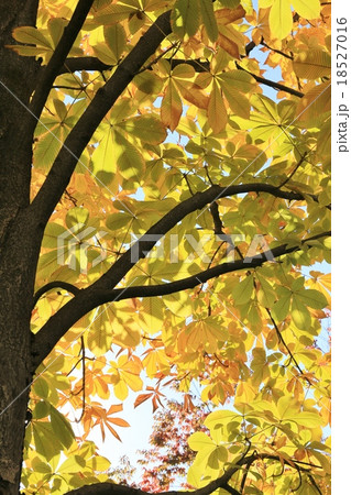 紅葉 紅葉 18527016