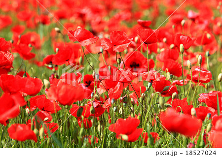 blooming poppyfield in the summer 18527024
