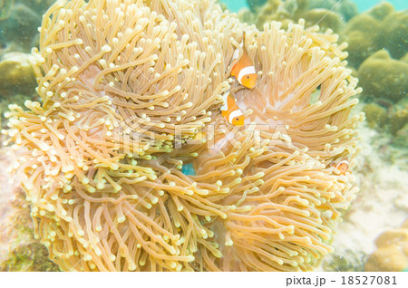 Amphiprion percula, swimming among the tentac 18527081